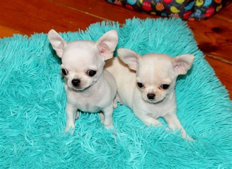 Craigslist miami puppies. Things To Know About Craigslist miami puppies. 